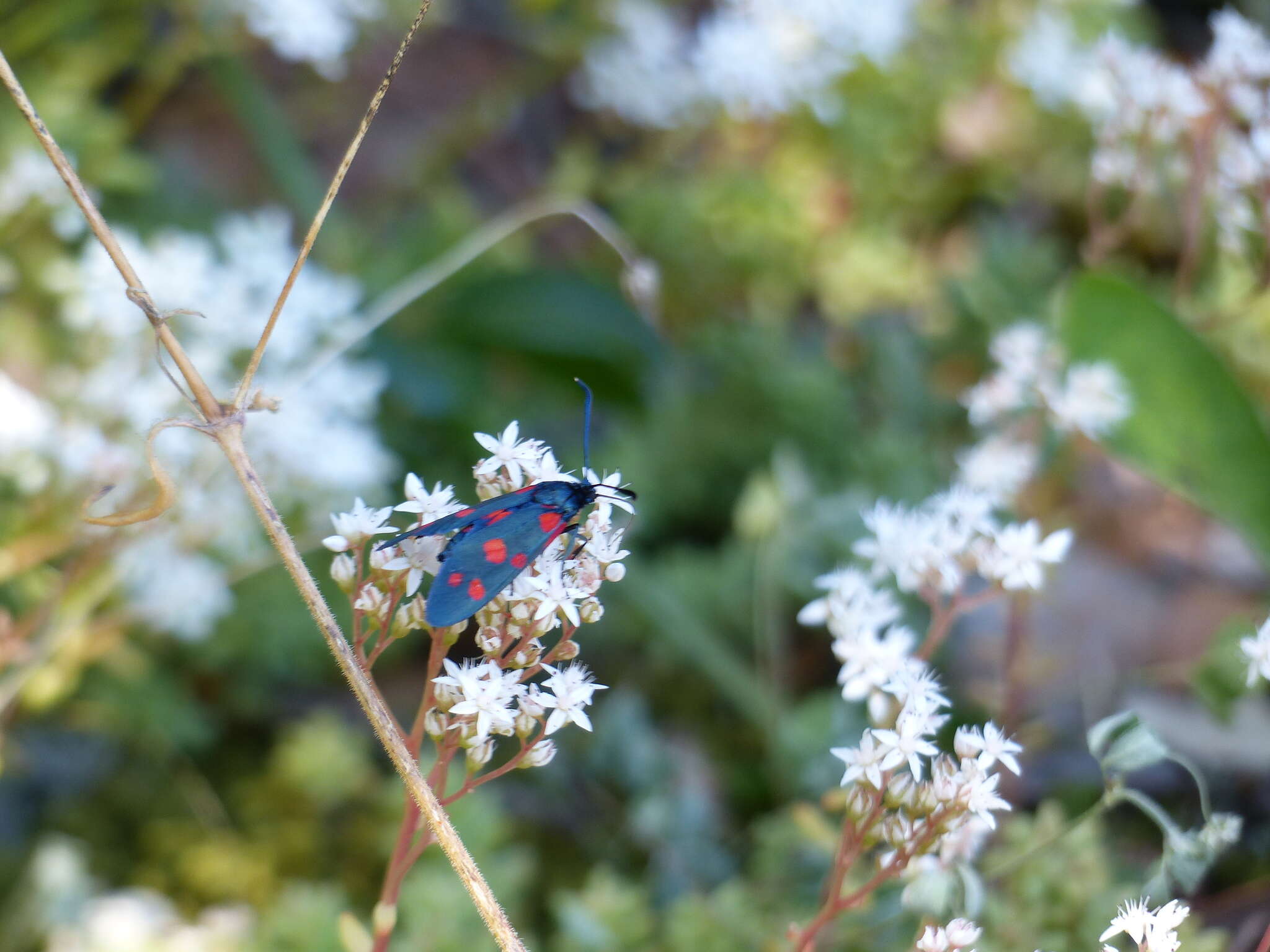 Imagem de Zygaena ephialtes Linnaeus 1767