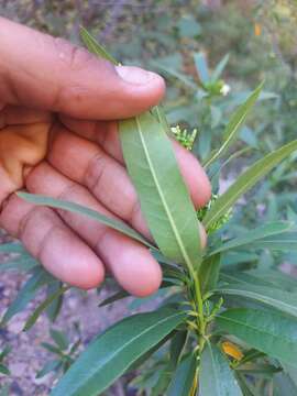 Image de Vallesia laciniata S. Brandeg.