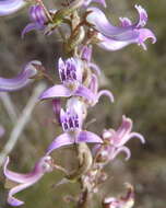 Image of Cyphia digitata subsp. digitata