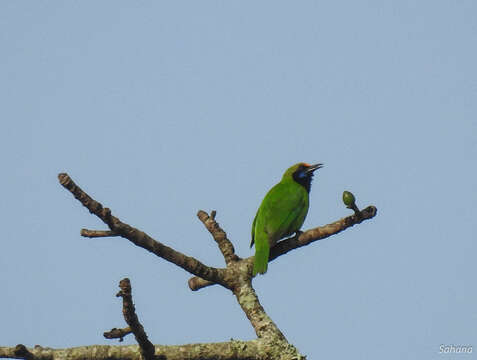 Image of Golden-fronted Leafbird