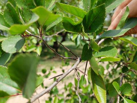 Image of Xylosma venosum N. E. Brown