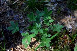 Psoralea hypogaea Torr. & A. Gray resmi