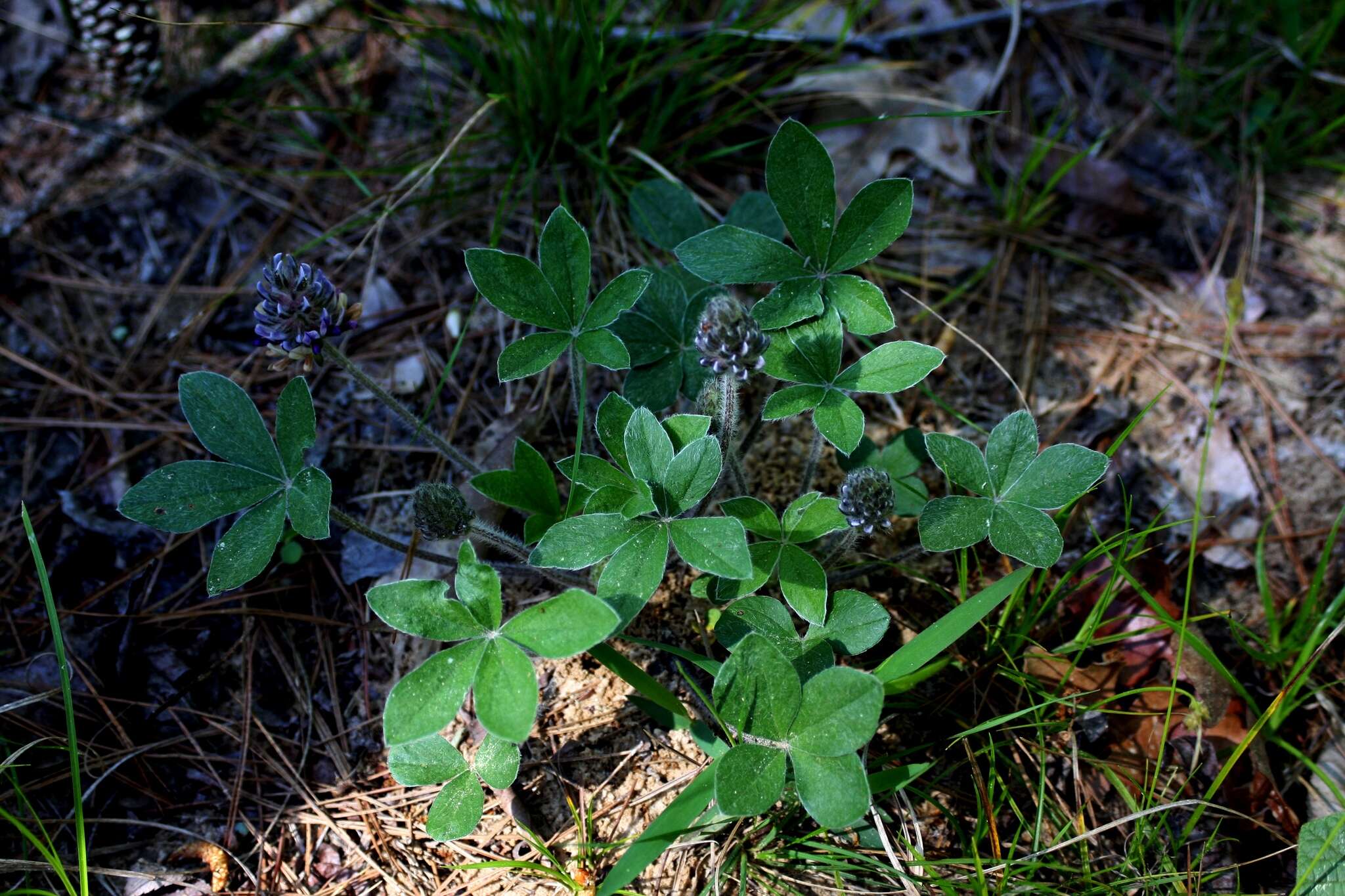 Psoralea hypogaea Torr. & A. Gray resmi