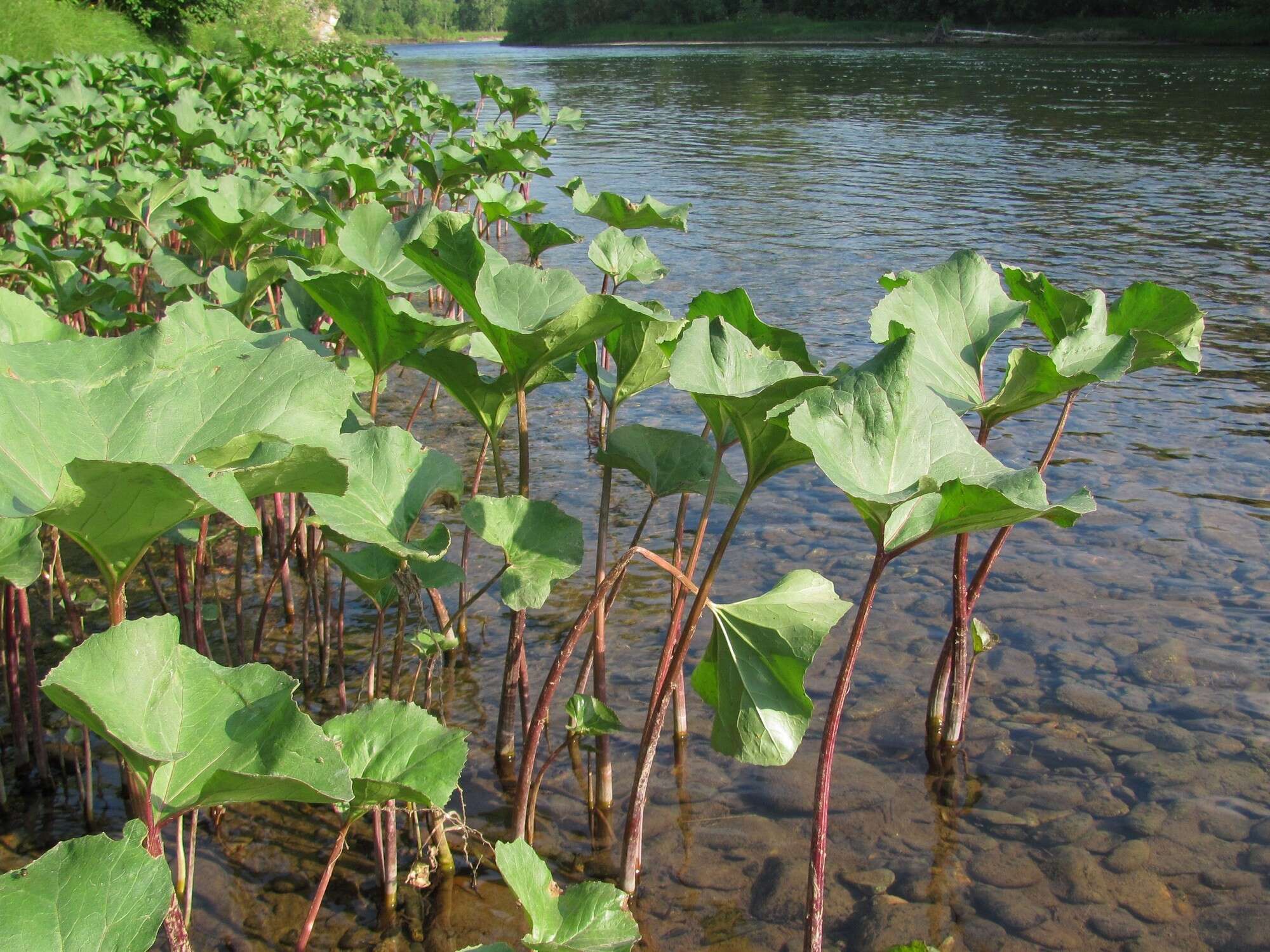 Image of Petasites radiatus (Gmel.) J. Toman