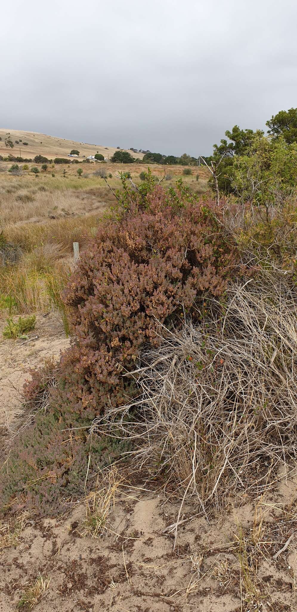 Image of Threlkeldia diffusa R. Br.