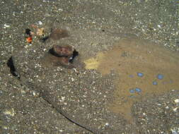 Image of Bluespotted maskray