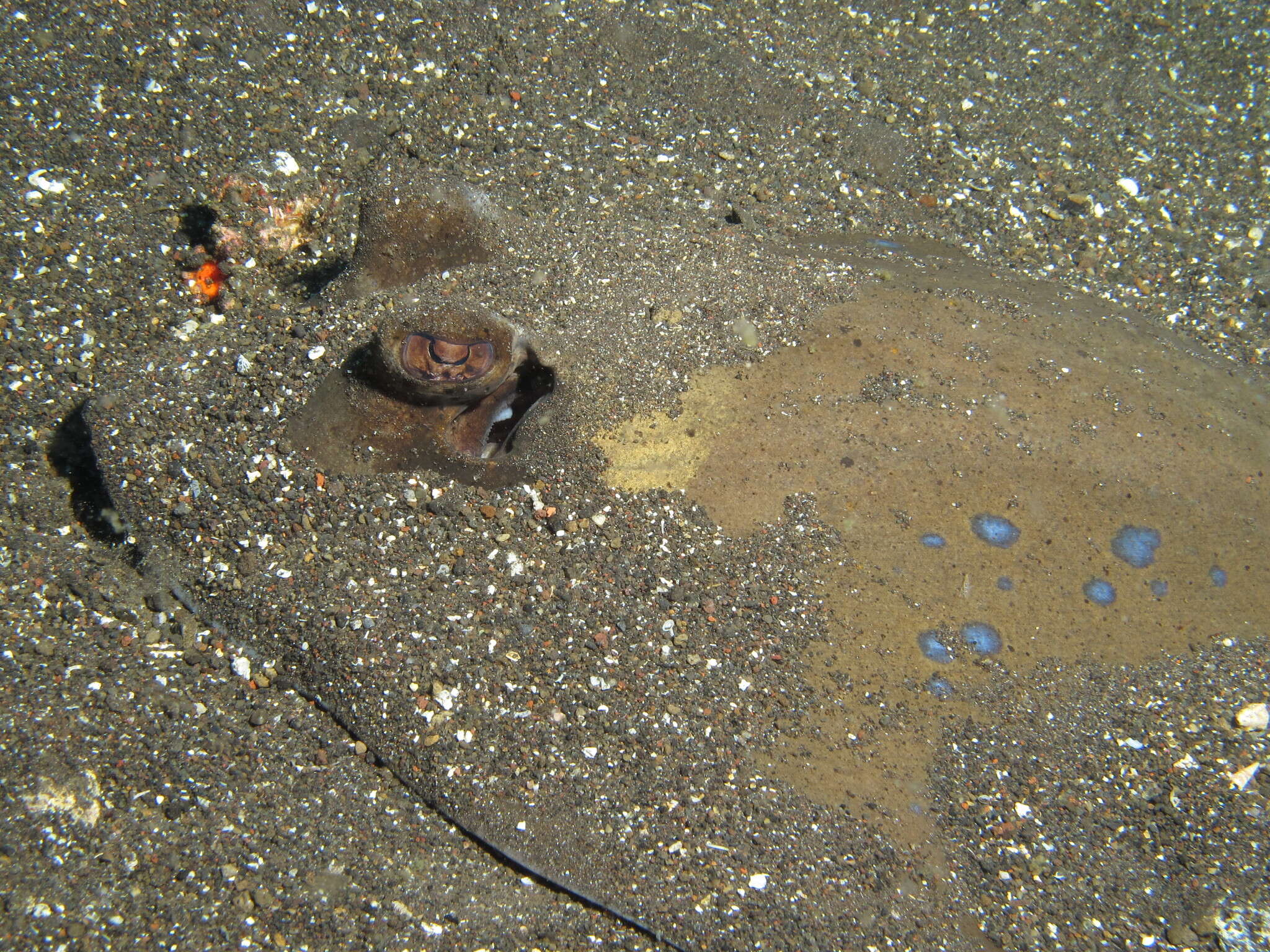 Image of Bluespotted maskray