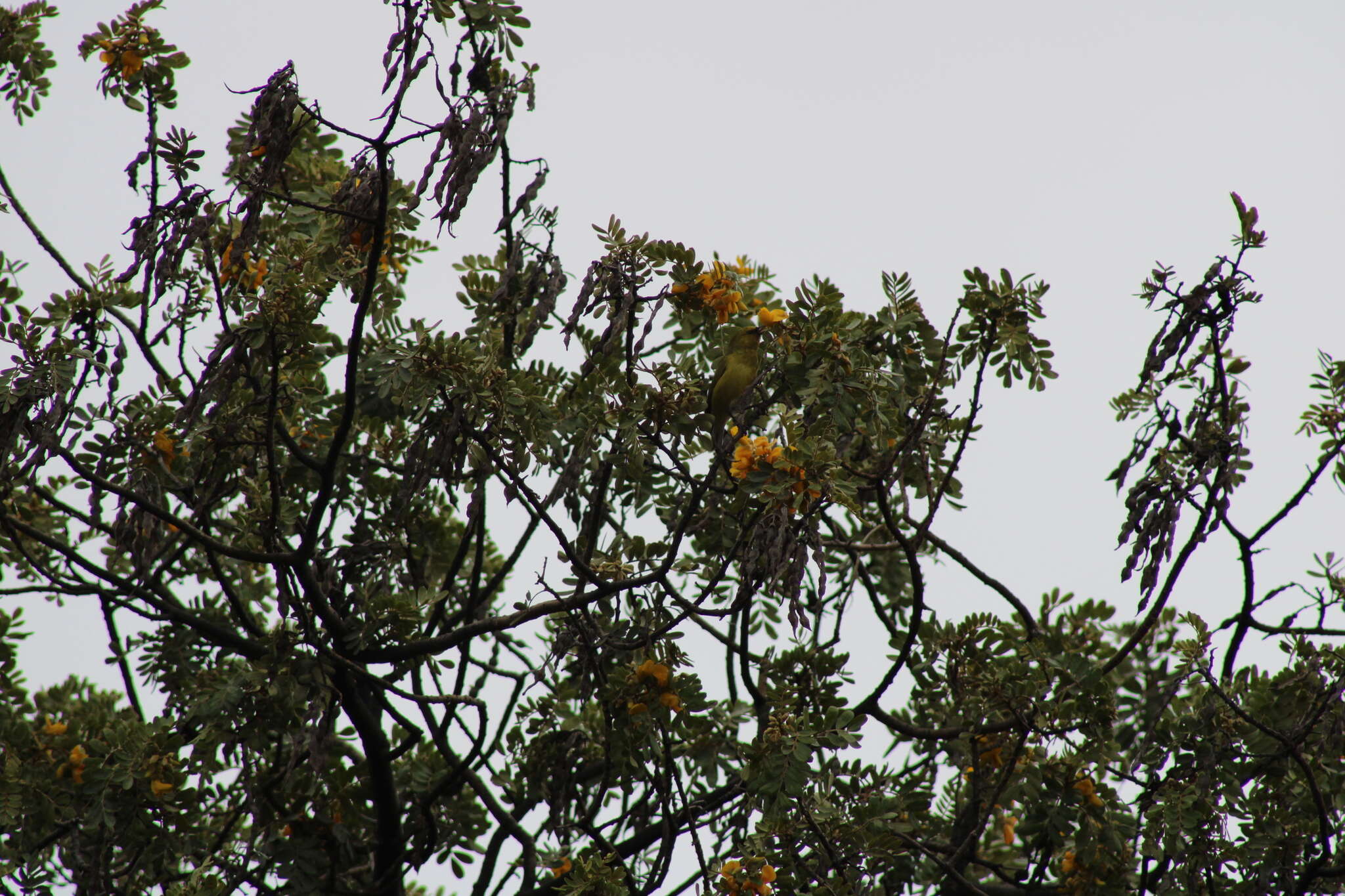 Image of Chlorodrepanis virens virens (Gmelin & JF 1788)