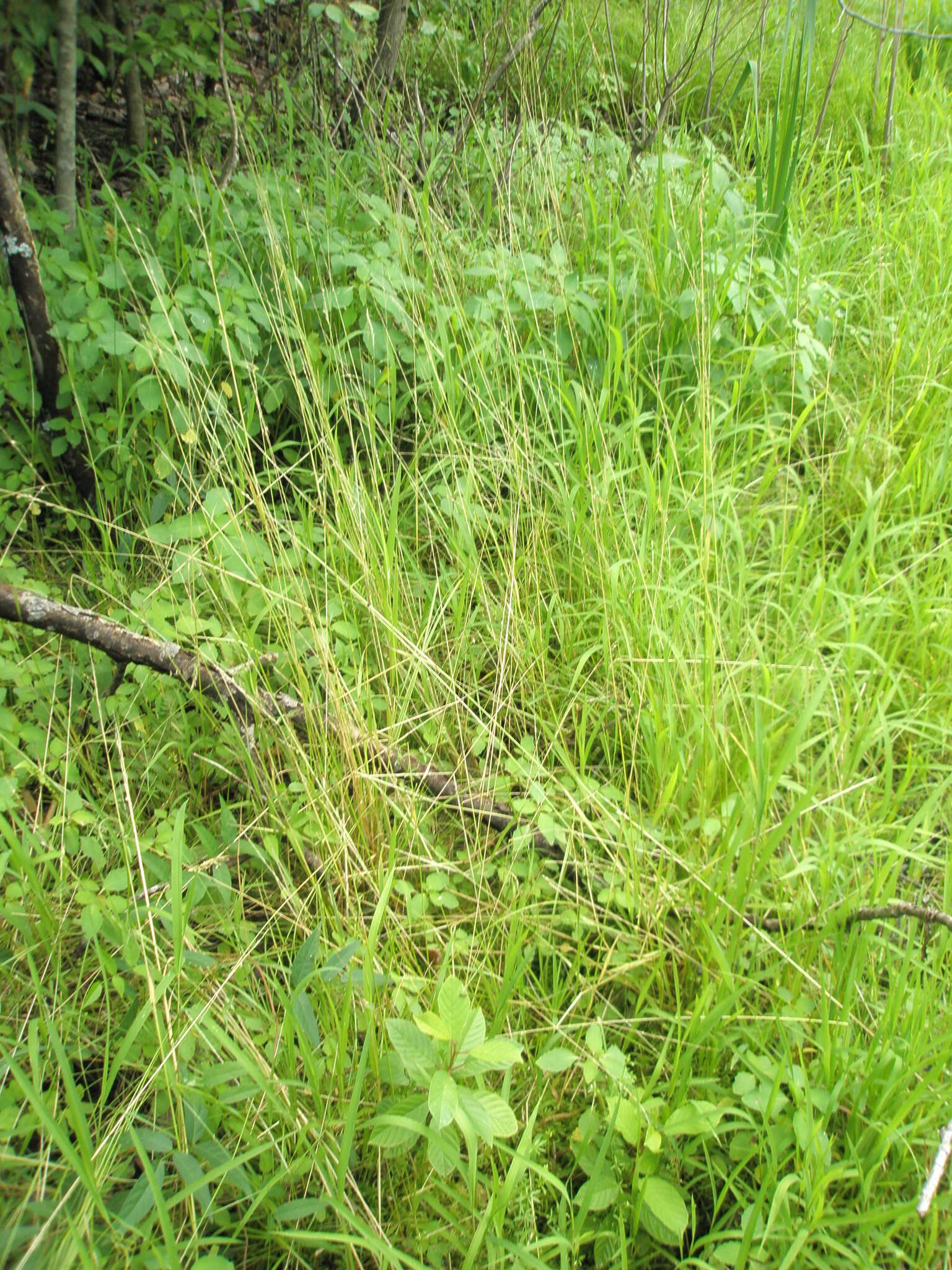 Image of Swamp Wedgescale
