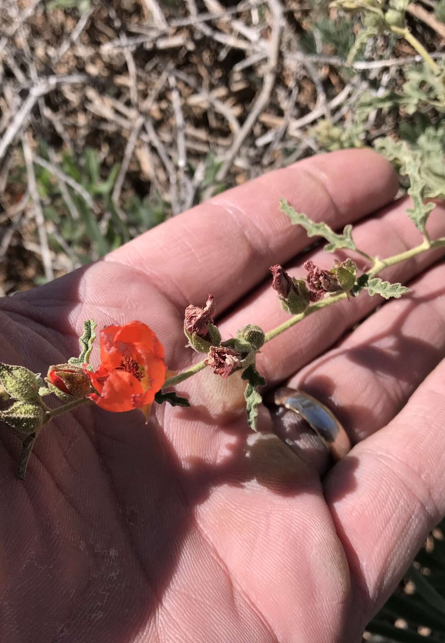 Image of spear globemallow