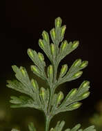 Image of two-dotted bristle fern