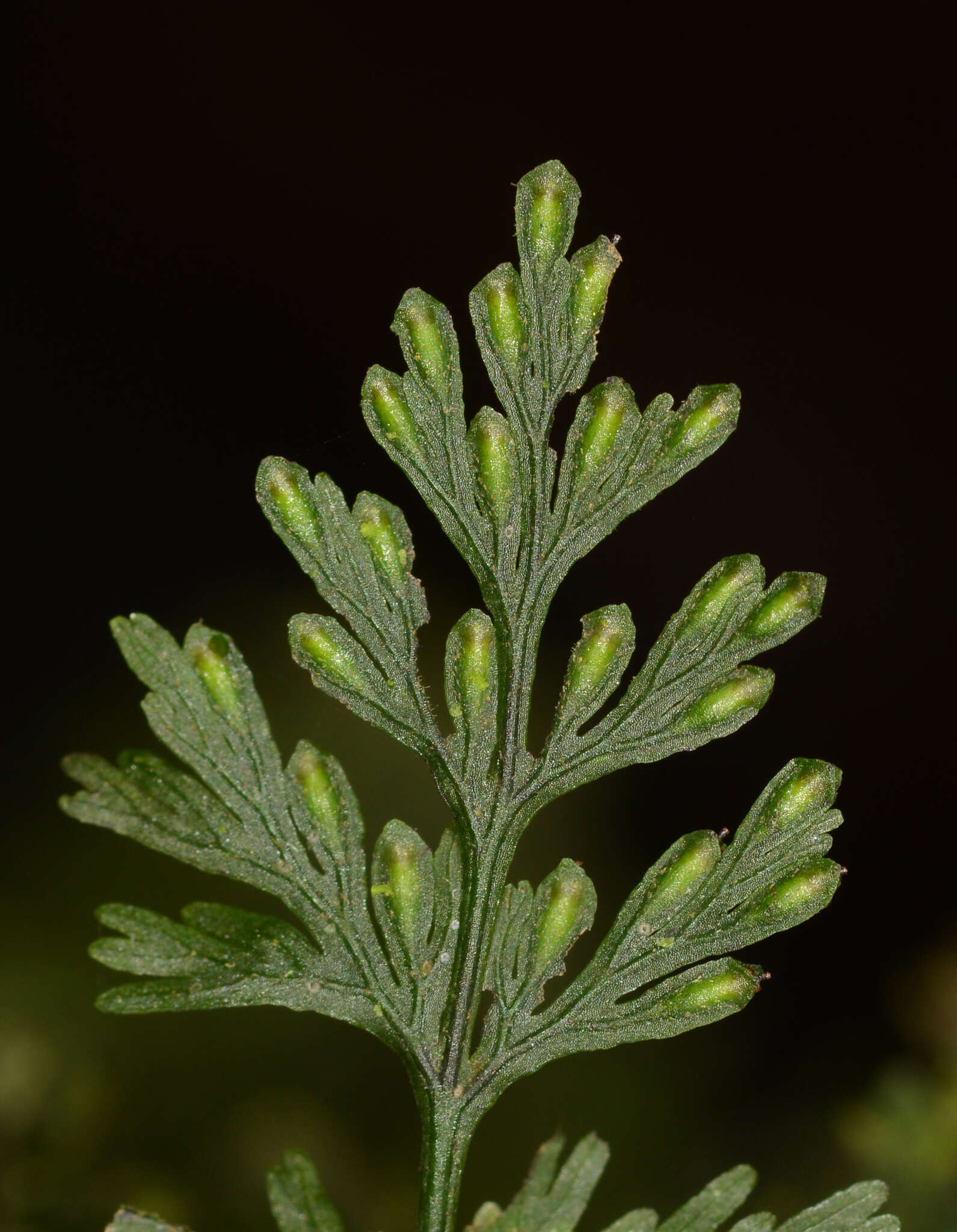 Image of two-dotted bristle fern