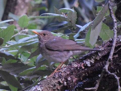 Image of Tickell's Thrush