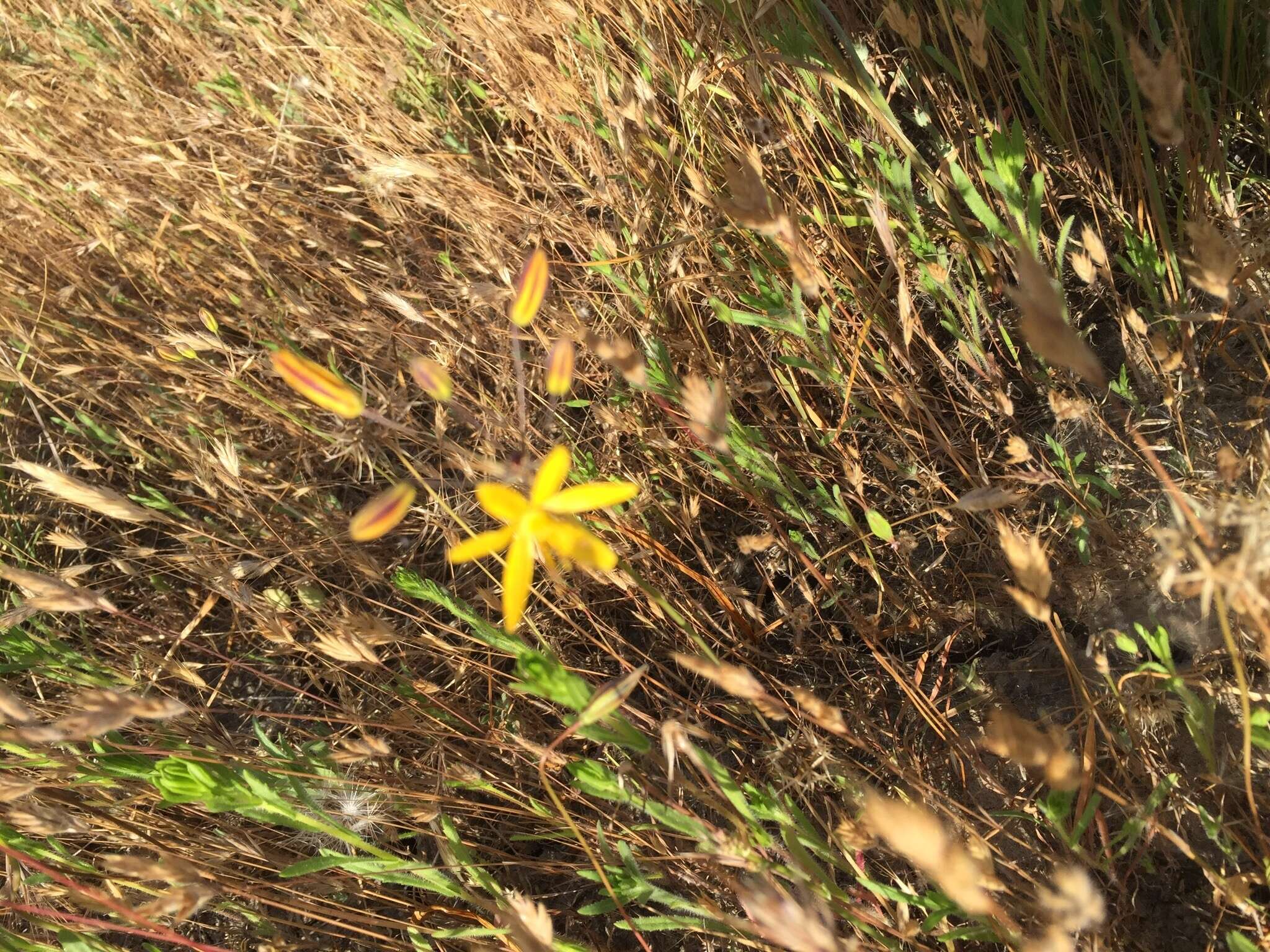 Image of common goldenstar