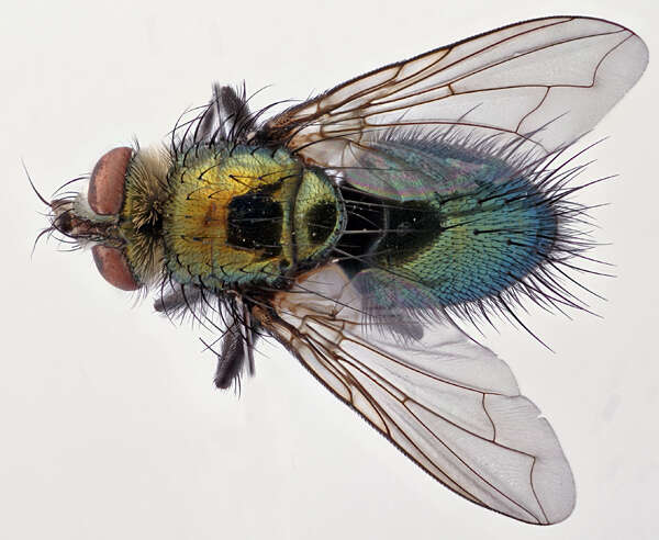 Image of Chrysosomopsis aurata (Fallén 1820)