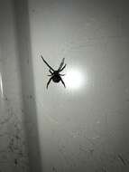 Image of Redback spider