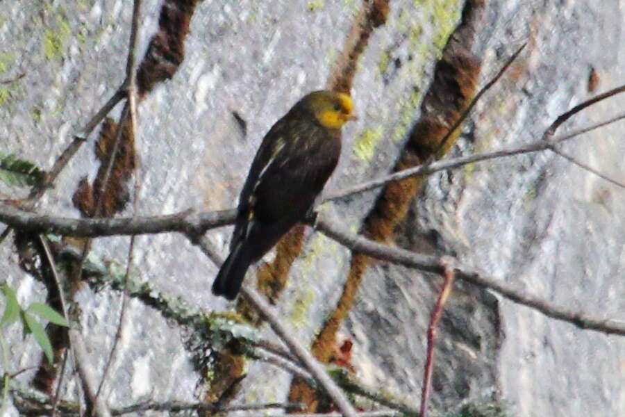 Image of Yellow-rumped Honeyguide