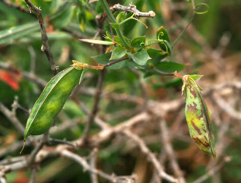 Image of Lathyrus marmoratus Boiss. & Blanche