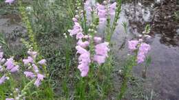 Image of Slender False Dragonhead