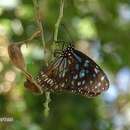 صورة <i>Tirumala petiverana</i>