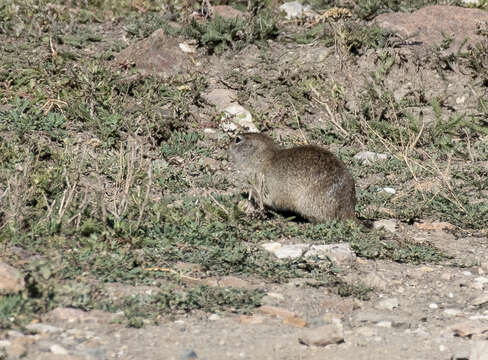 Image de Spermophilus musicus Ménétries 1832