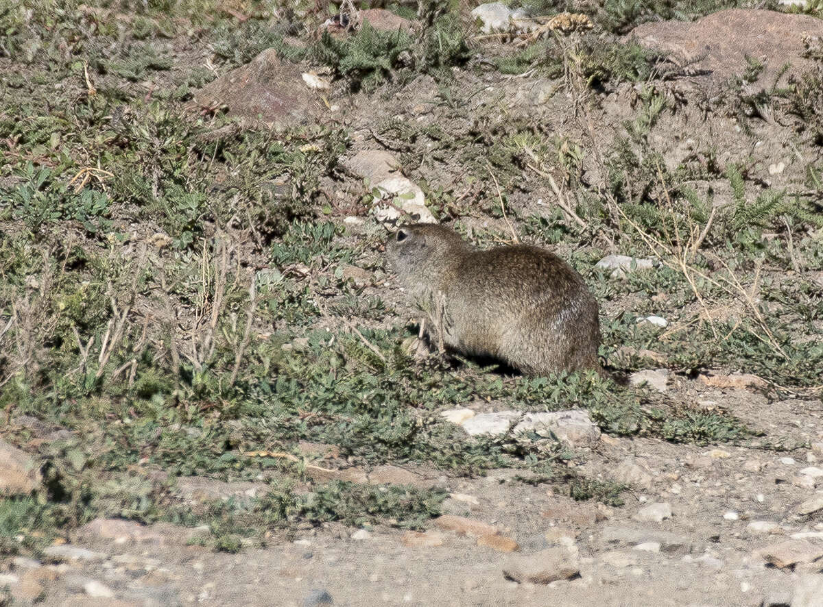 Image of Caucasian Mountain Ground Squirrel