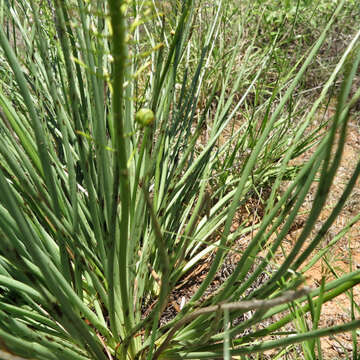 Image of Bulbine angustifolia Poelln.