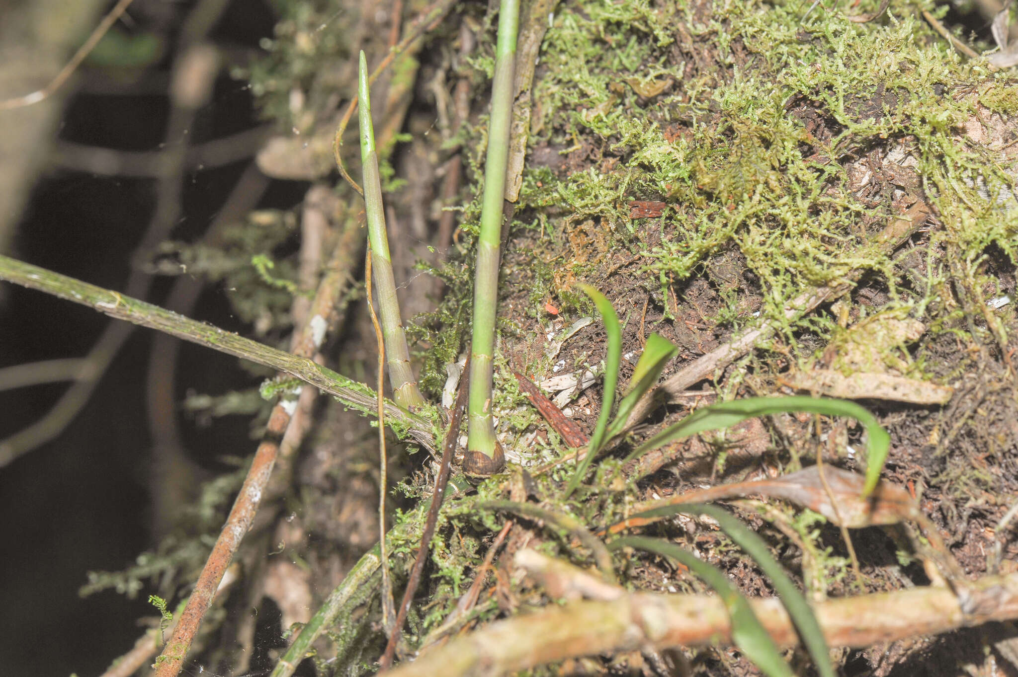 Image of Epidendrum hymenodes Lindl.