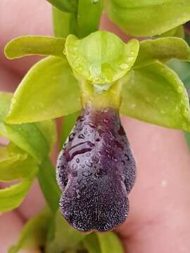 Image of Ophrys omegaifera subsp. hayekii (H. Fleischm. & Soó) Kreutz