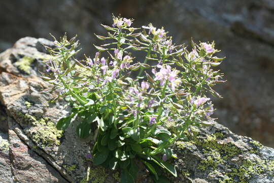 Image of Noccaea corymbosa (J. Gay) F. K. Mey.