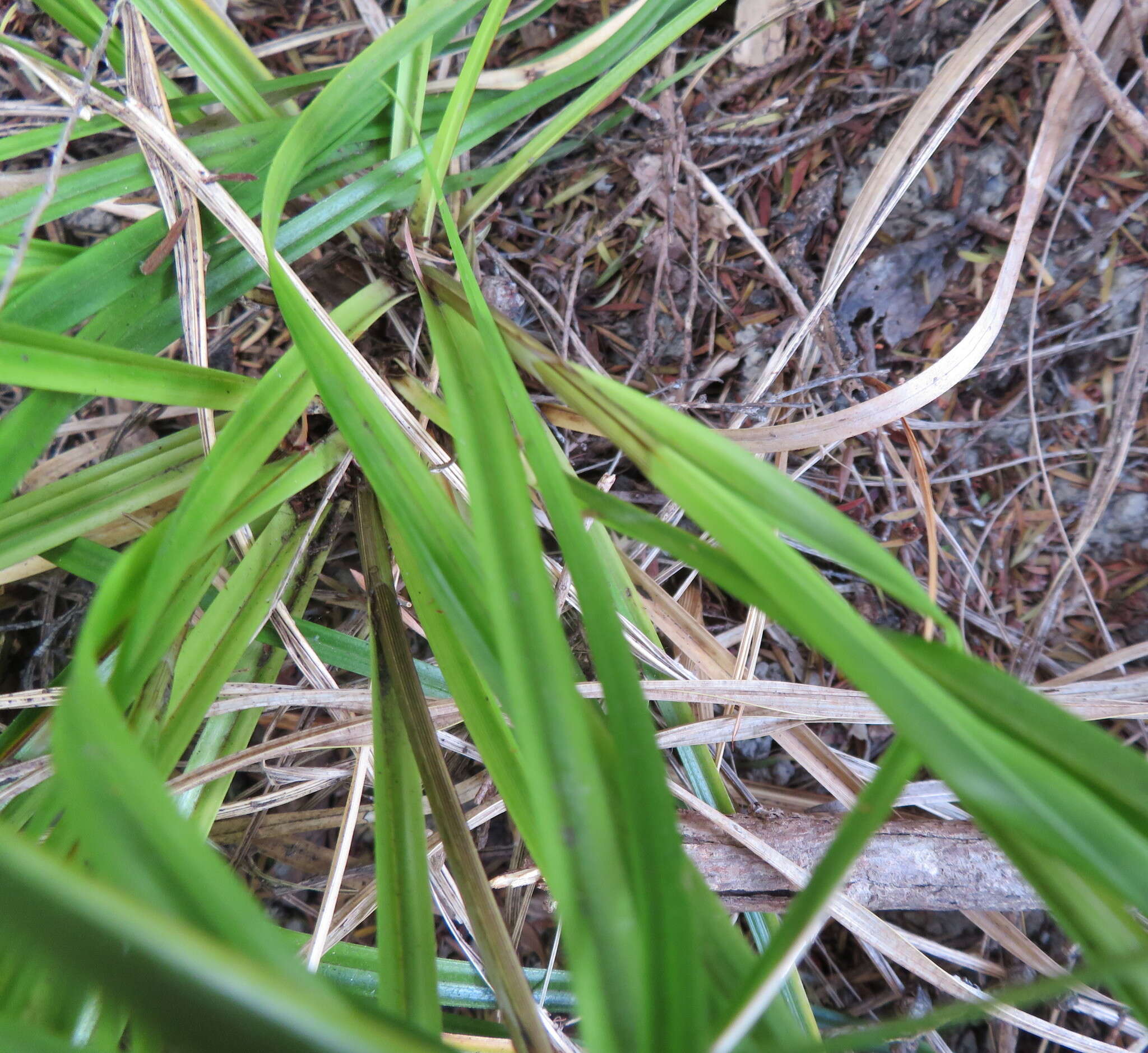 Image de Carex uncinata L. fil.