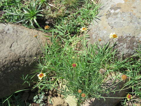 Image of Helenium radiatum (Less.) M. W. Bierner