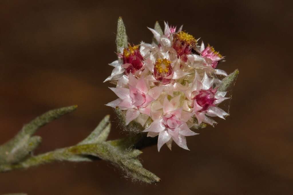 Image of Helichrysum candolleanum Buek