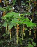 Image of Ribes magellanicum Poir.