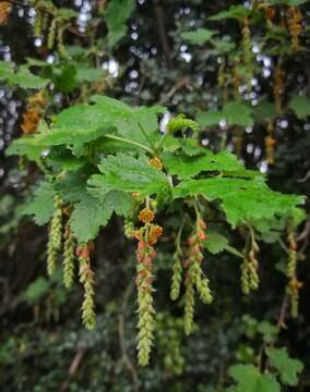 Image of Ribes magellanicum Poir.