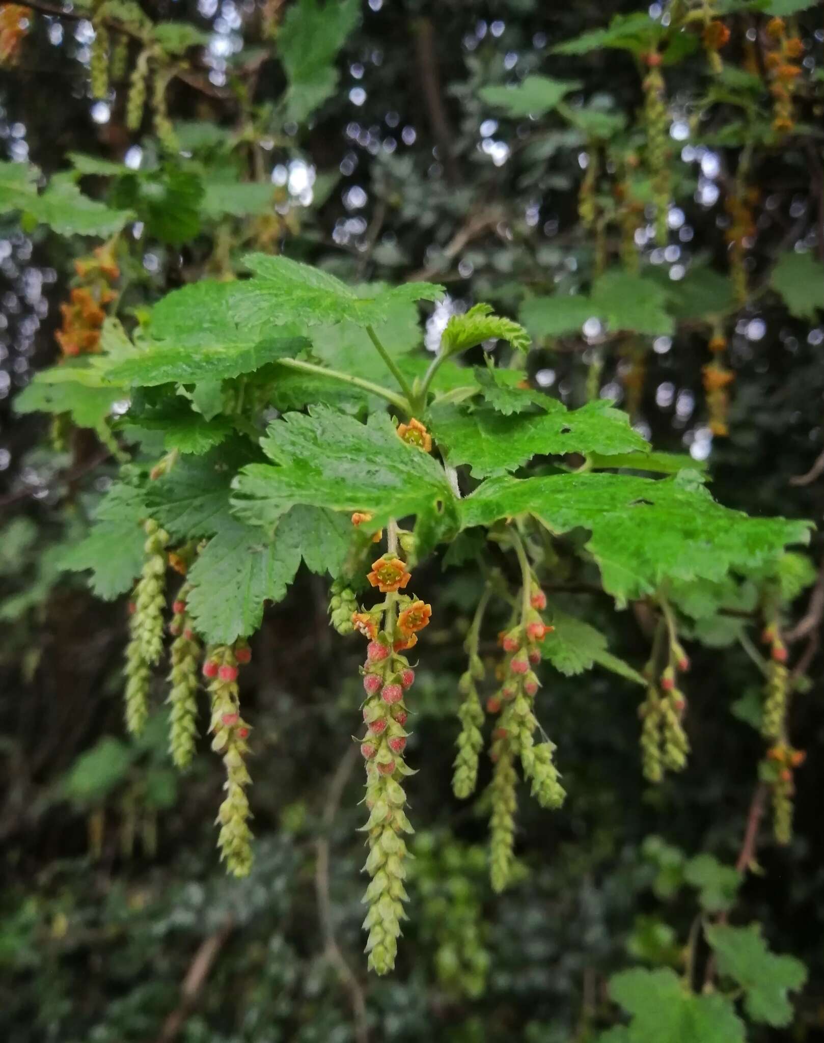 Image of Ribes magellanicum Poir.