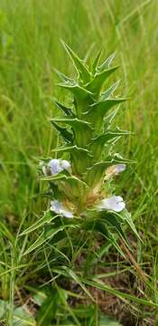 Image of Blepharis squarrosa (Nees) T. Anders.