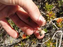 Image of Melaleuca asterocarpa (Hnatiuk) Craven & R. D. Edwards