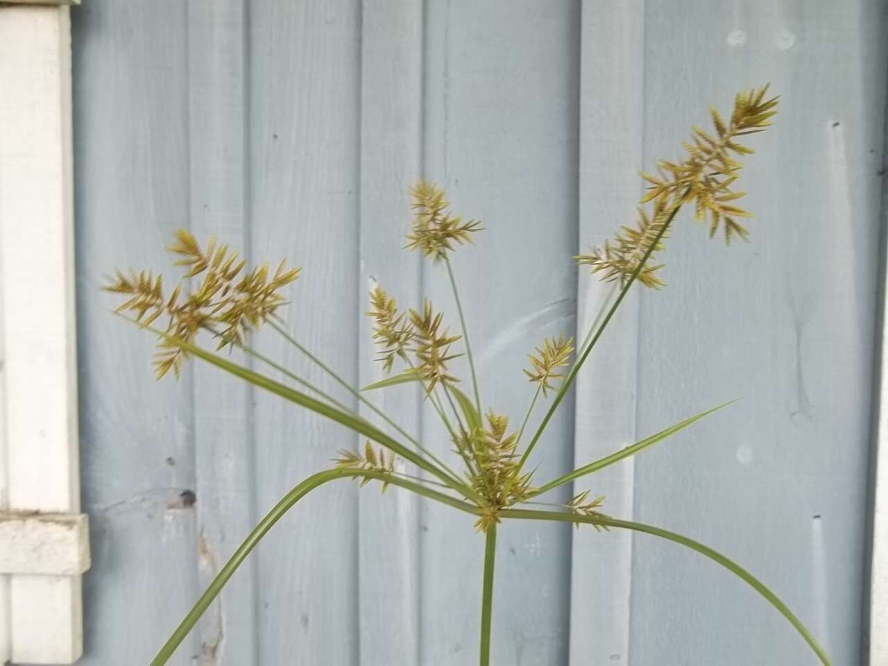 Imagem de Cyperus microiria Steud.