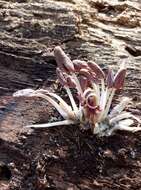 Image of Coprinopsis clastophylla (Maniotis) Redhead, Vilgalys & Moncalvo 2001