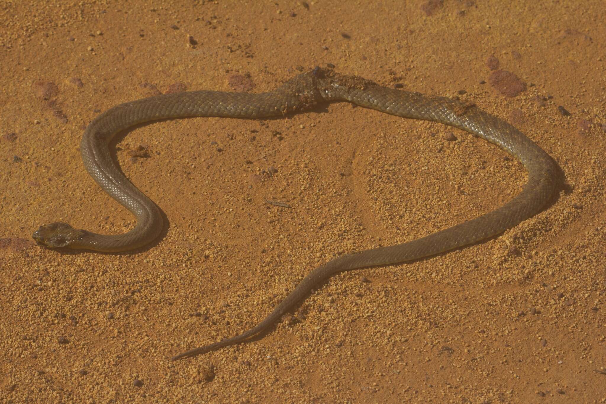 Image of Pseudonaja mengdeni Wells & Wellington 1985