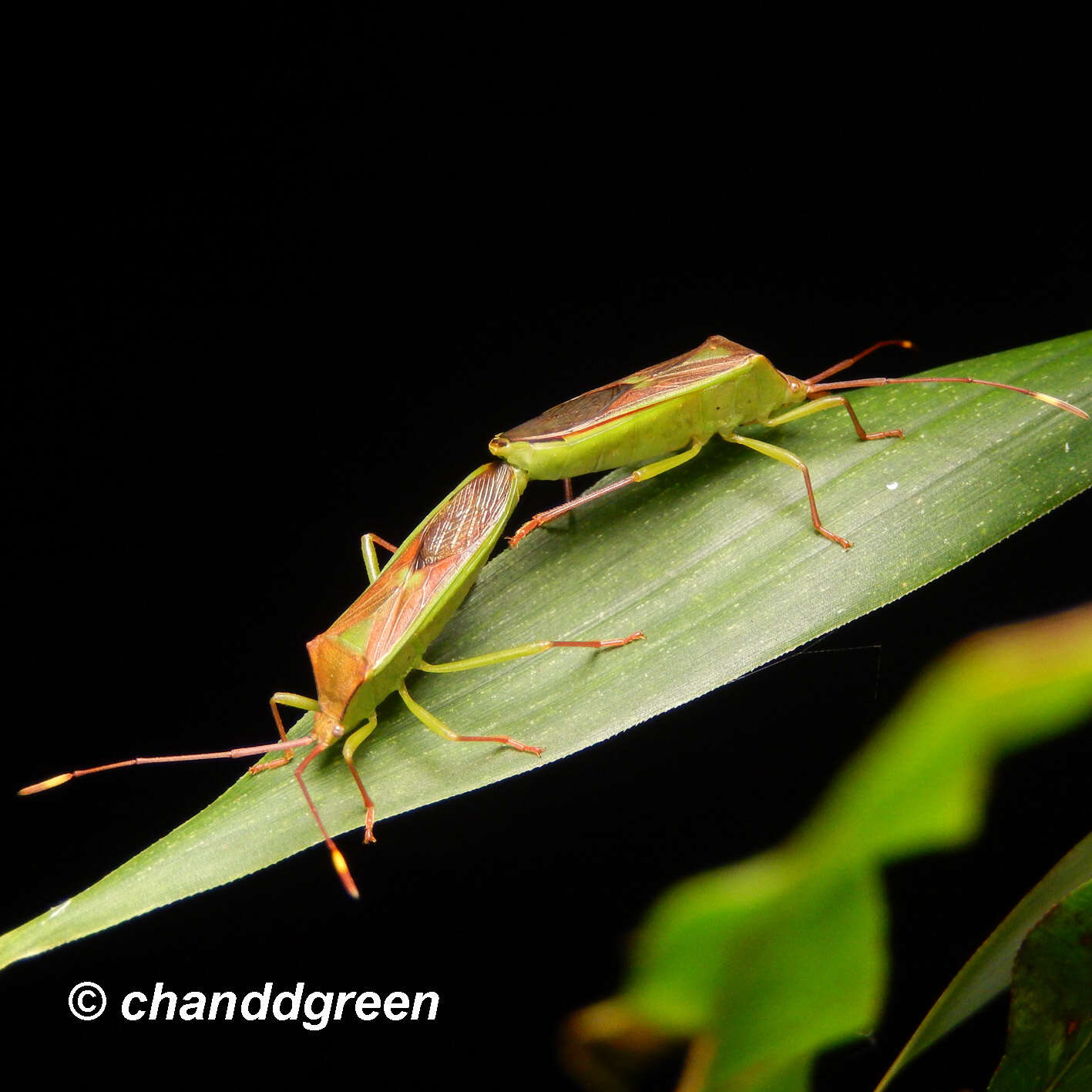 Image of Homoeocerus (Anacanthocoris) rubromaculatus (Hsiao 1963)