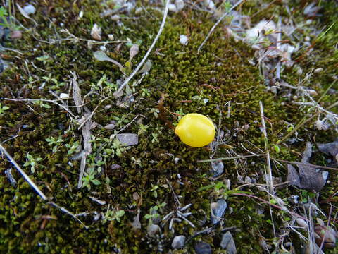 Image of Loranthus europaeus Jacq.