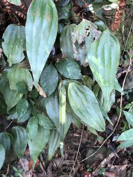 Image of Cheiropleuria integrifolia (D. C. Eaton ex Hook.) M. Kato, Y. Yatabe, Sahashi & N. Murak.