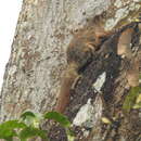 Image of Hairy-footed Flying Squirrel