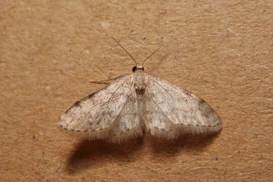 Image of Idaea alyssumata Millière 1873