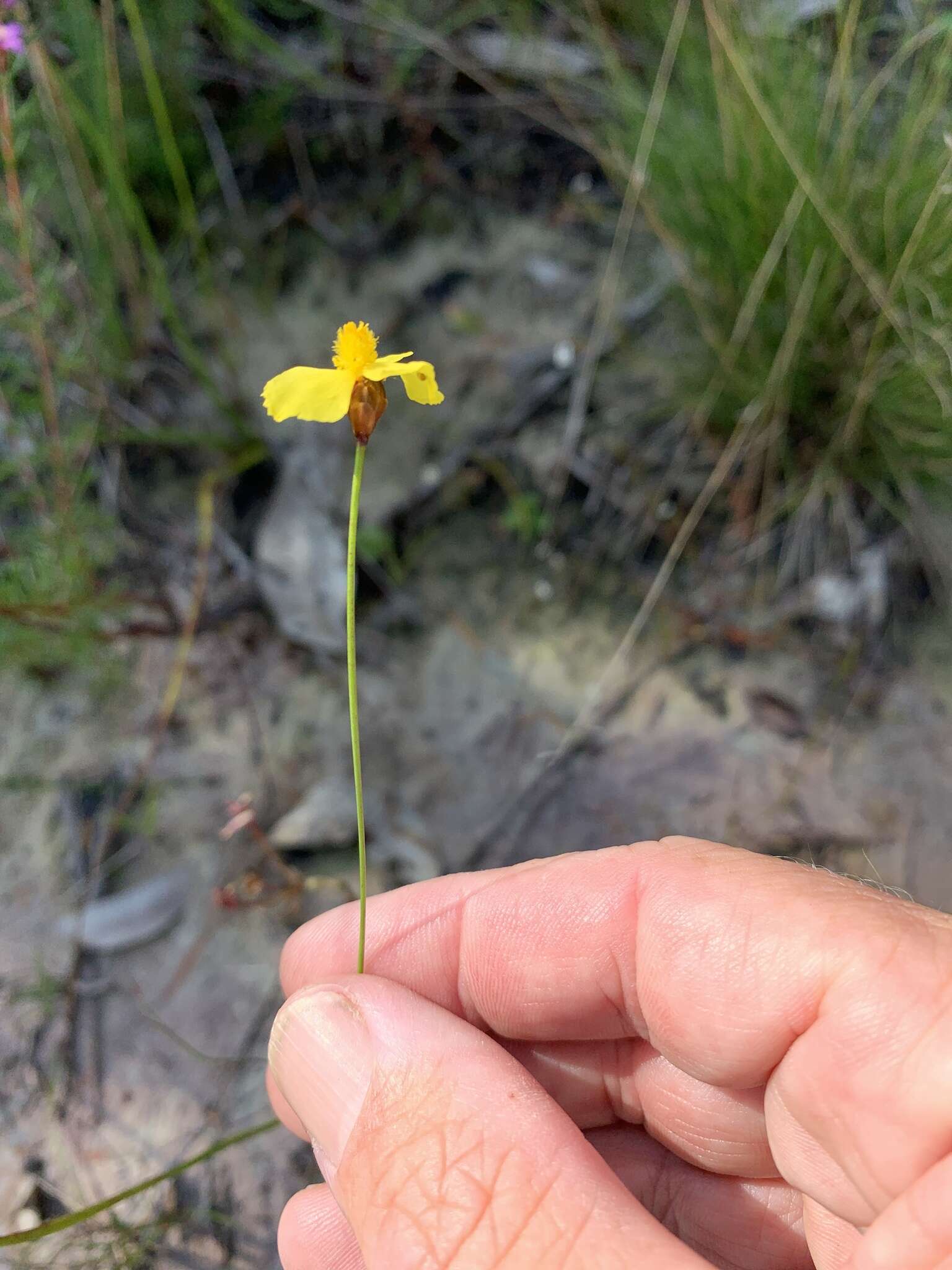 Image of Xyris juncea R. Br.