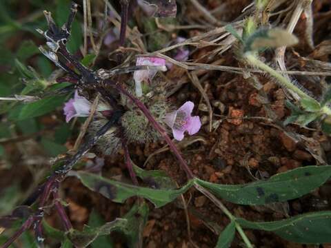 صورة Lepidagathis cristata Willd.