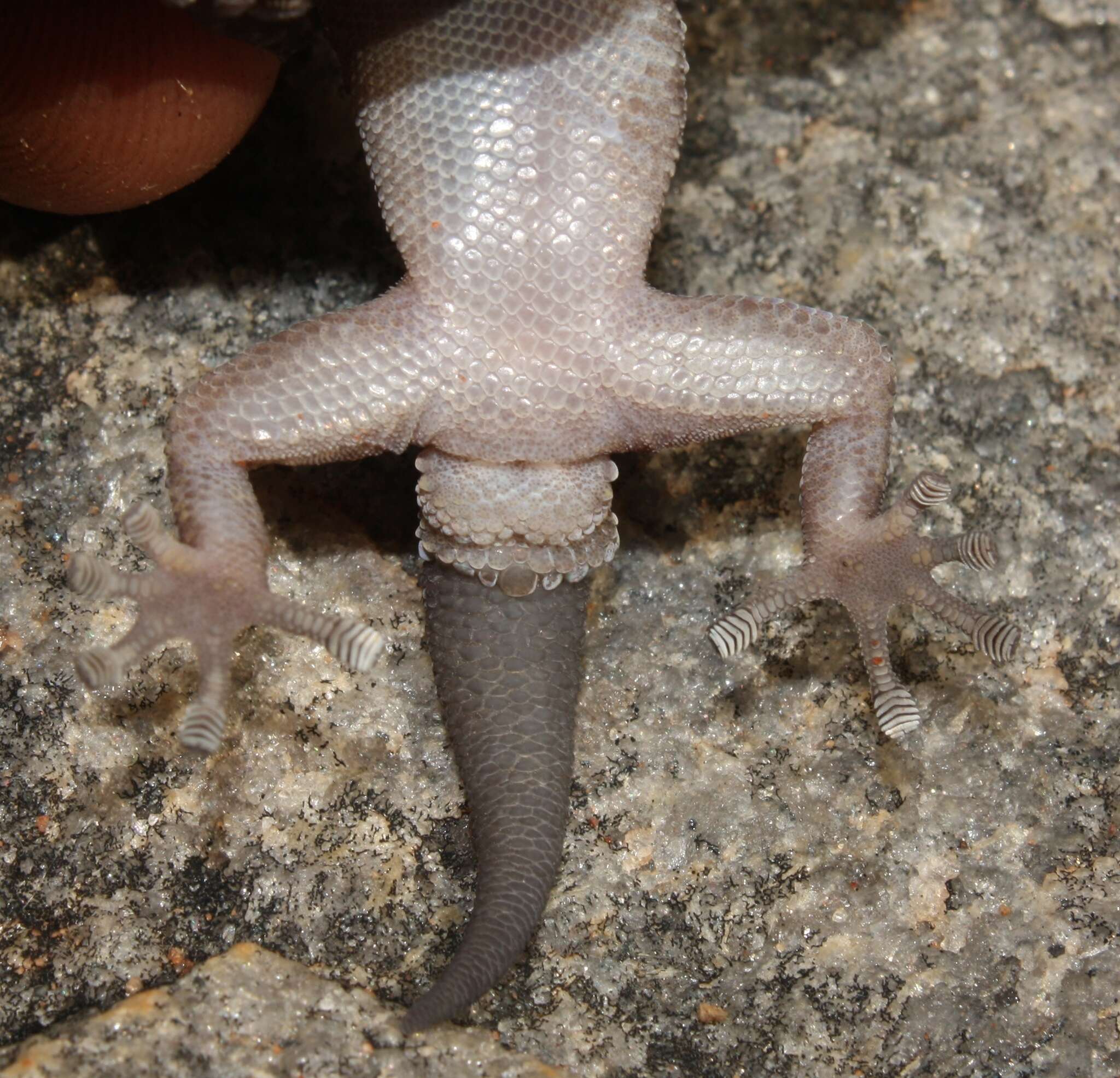 Imagem de Pachydactylus tsodiloensis Haacke 1966