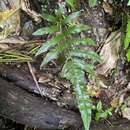 Image of arrowhead maiden fern